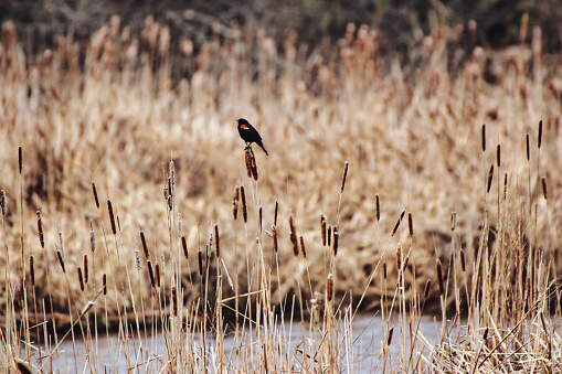 Red winged Blackbird perched on a cattail stalk in the reed marshes of Dows Lake at the Dominion Arboretum Gardens in Ottawa,Ontario,Canada