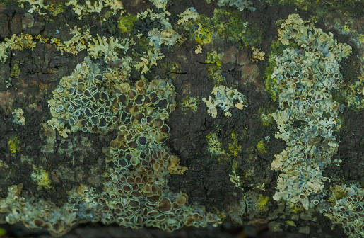 A variety of lichens seen growing on rotting wood on the forest floor.