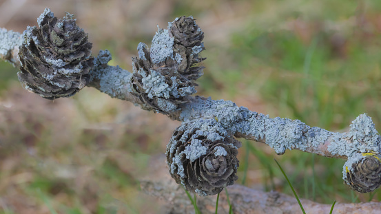 Lichens growing on pine cones along the trail in the forest.