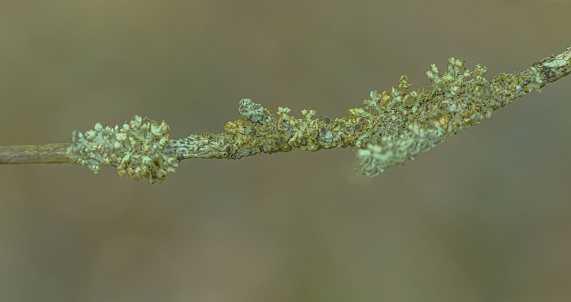 Lichens growing on a tree branch in the forest.
