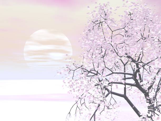 Fantastic landscape of Cherry Blossoms and Sunrise