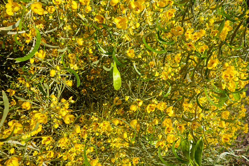 Closeup of Australian native Feathery Cassia or Sive Senna (Senna Artemisioides) with bright yellow flowers and green seed pods in spring, nature background