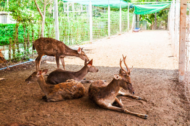 istock Brown deer on the farm 2144961750