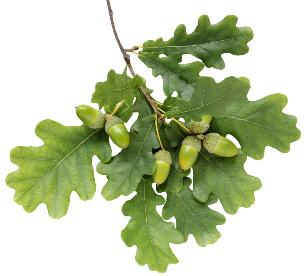 oak branch with leaves and acorns, white background. isolate.
