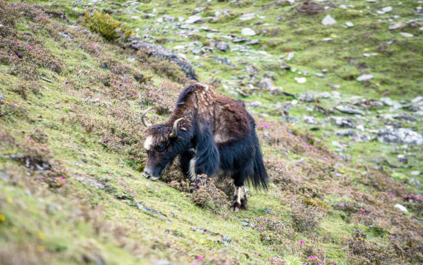 istock Wild animal Yak grazing on grassland on Mountain 2145007021