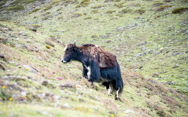 istock Wild animal Yak grazing on grassland on Mountain 2145008581