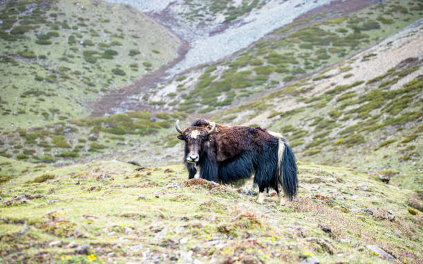 istock Wild animal Yak grazing on grassland on Mountain 2145008582