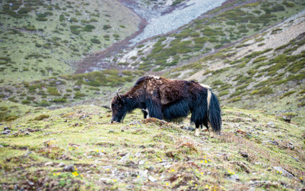 istock Wild animal Yak grazing on grassland on Mountain 2145008583
