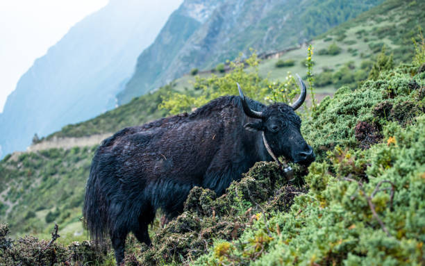 istock Wild animal Yak grazing on grassland on Mountain 2145013295