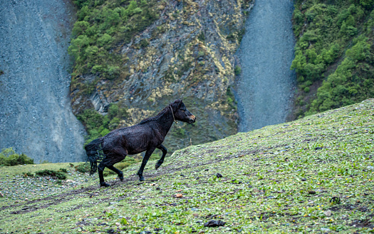 Wild animal Horse on grassland on Mountain hill in Gorkha, Nepal.