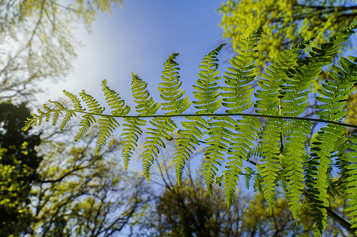 close-up ,bottom view of a fern branch with a blue sky in the background in a forest