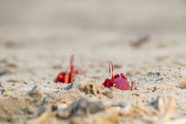 Red ghost crabs or ocypode macrocera coming out of its sandy burrow during daytime. It is a scavenger who digs hole inside sandy beach and tidal zones. It has white eye and bright red body.