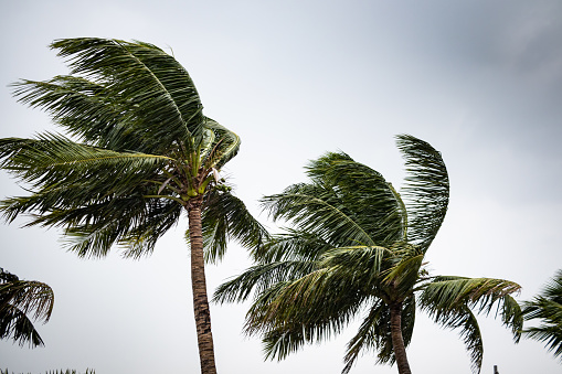 coconut trees swaying in wind during stormy weather. Dark monsoon clouds seen in background.