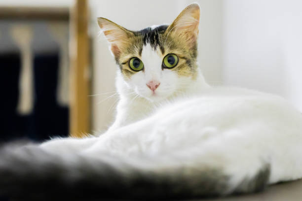 istock White tabby cat sitting gracefully, looking forward. Common domestic pet in india. 2145027046