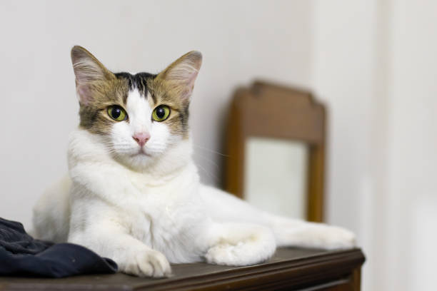White tabby cat sitting gracefully, looking forward. Common domestic pet in india.