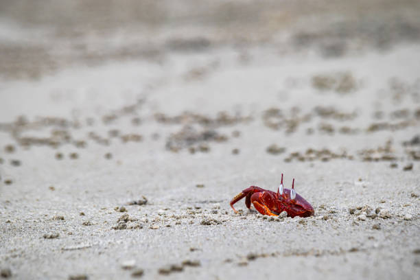 istock Red ghost crab or ocypode macrocera peeping out of its sandy burrow during daytime. It is a scavenger who digs hole inside sandy beach and tidal zones. It has white eye and bright red body. 2145029142