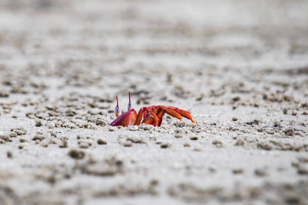 Red ghost crab or ocypode macrocera peeping out of its sandy burrow during daytime. It is a scavenger who digs hole inside sandy beach and tidal zones. It has white eye and bright red body.