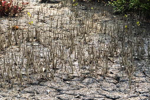 respiratory roots or pneumatophore roots grown vertically from mudflats of mangrove forest of sundarban. these roots obtain oxygen from air for the plant to thrive in marshlands.