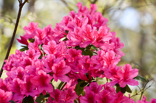 Spring Flowers, End of March, Blooming Flowers, Lake Martin, Alabama - Pink Azalea, Rhododendron indica 'Formosa'