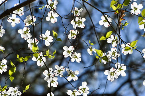 Flowering dogwood in soft sunlight, taken in the hills of northwest Connecticut, mid-May. One of the most beloved of flowering trees, the dogwood is a native of the eastern U.S. It is widely planted as an ornamental. The spectacular white bracts of this tree are actually modified leaves, not flower petals. The small greenish flowers are in the center.