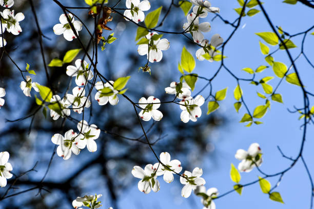 istock Spring Flowers - White Dogwood, Cornus florida 2145042320