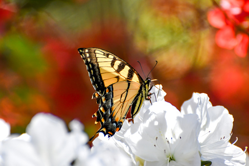 Spring Flowers, End of March, Blooming Flowers, Lake Martin, Alabama - Eastern Tiger Swallowtail Butterfly Pollenating a White Azalea