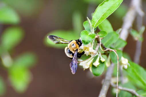 Spring Flowers, End of March, Blooming Flowers, Lake Martin, Alabama - Bee Pollenating Elaeagnus umbellata, Autumn Olive
