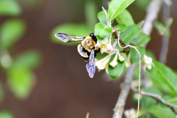 istock Spring Flowers, Carpenter Bee Pollenating Elaeagnus 2145047556
