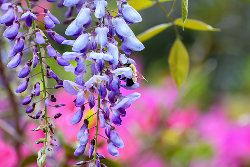 Spring Flowers, End of March, Blooming Flowers, Lake Martin, Alabama - Bee Pollenating Wisteria