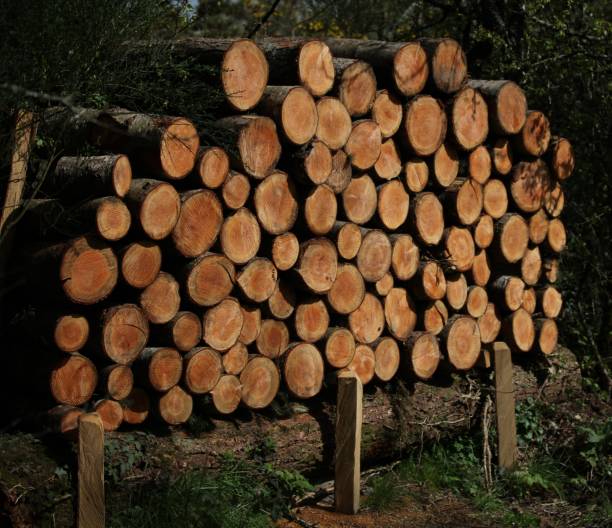 istock Pile of wood lit by the sun’s rays 2145056902