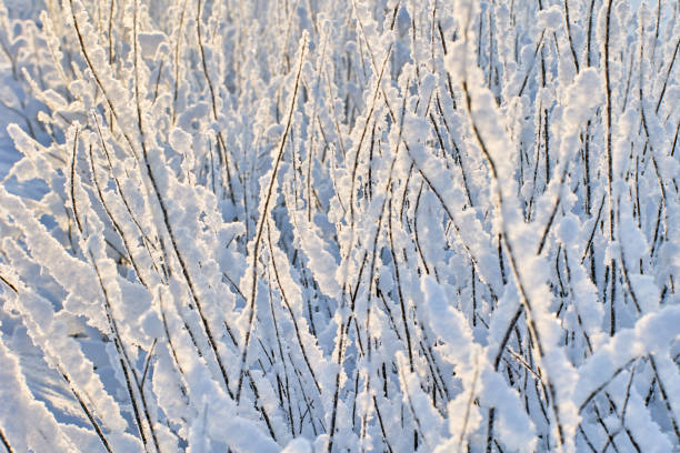 Graphically composition of branches of snow covered bush with snow stuck to them.