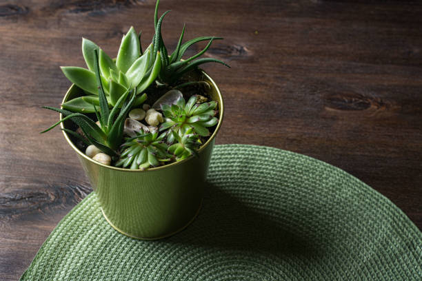 A beautiful assortment of green succulents arranged in a gold decorative pot, placed on a textured placemat on a wooden surface.