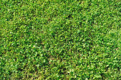 A close-up view of a green clover and grass field, showcasing the natural texture and variety of plants.