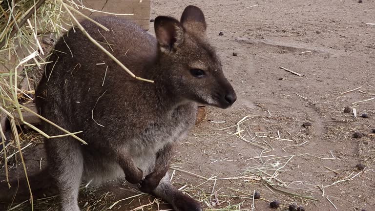 Close up wallaby Kangaroo