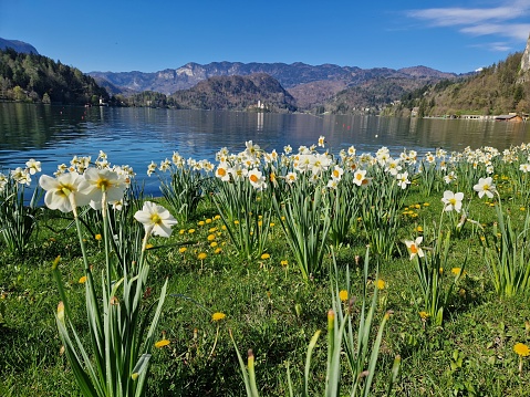 Beautiful flowerbed with Daffodil flowers near Lake Bled.
