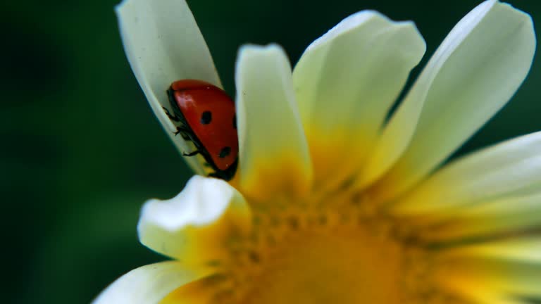 Ladybug sitting on white and yellow coreopsis flower swaying through wind