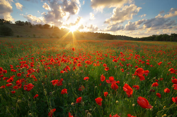 istock Spring meadow of poppies. 2145193190