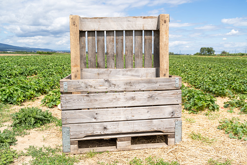 Wooden box in the strawberry farmland