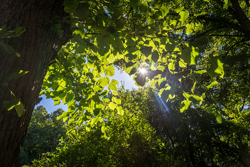 sunlight through the green leaves of a tree. High quality photo