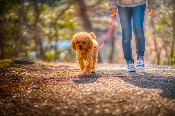 istock dog 480 Dog-walking 2145206682