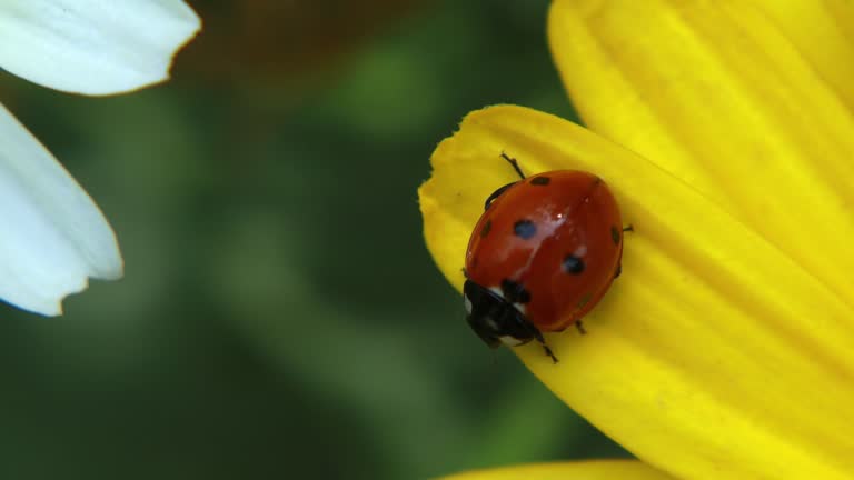 Ladybug sitting on white and yellow coreopsis flower swaying through wind