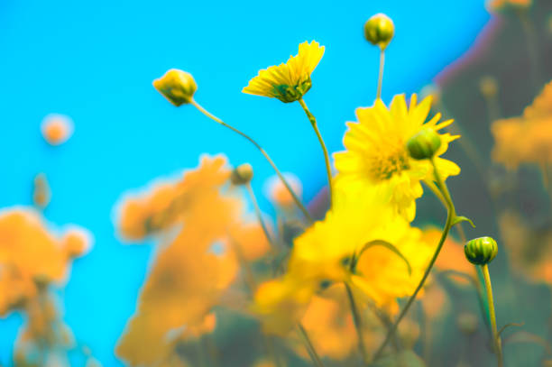 Bright yellow wildflowers bloom amidst lush green grass under warm sunlight, creating a serene and vibrant natural scene
