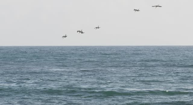 Five Albatross birds hunting fish in the Pacific Ocean.