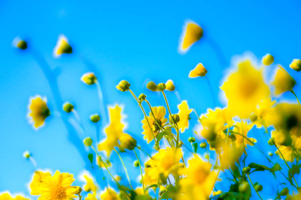 Yellow flower or Chrysanthemum flower with sky