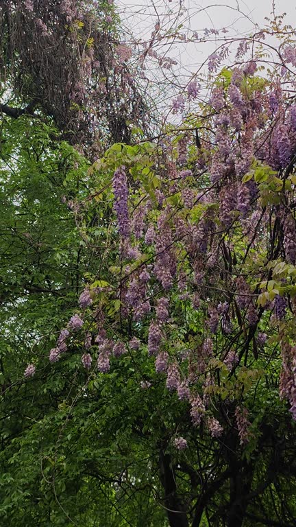 Wisteria sinensis (Sims)Sweet bloom in spring