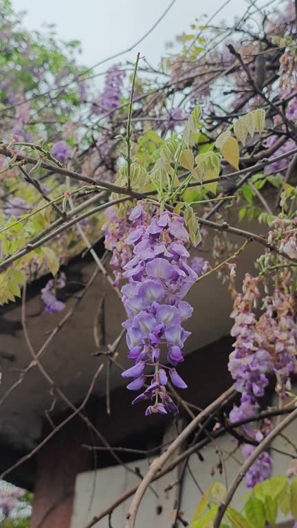 Wisteria sinensis (Sims)Sweet bloom in spring