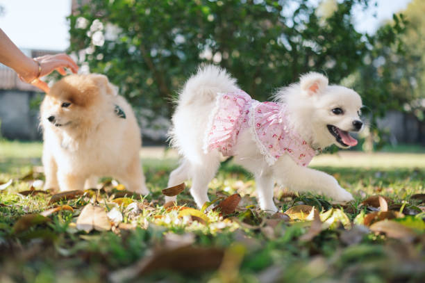 Cute dog in festive Christmas decorations. Christmas and New Year celebrations. Festive mood