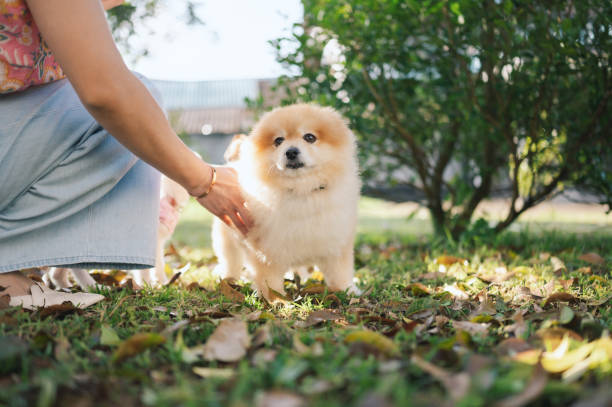 istock Young baby daog Pomeranian with his owner enjoying weekend activity 2145233840
