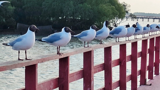 Group of seagulls lined up on the wooden balcony, The nature of seaside wildlife.
