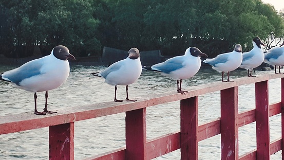 Group of seagulls lined up on the wooden balcony, The nature of seaside wildlife.